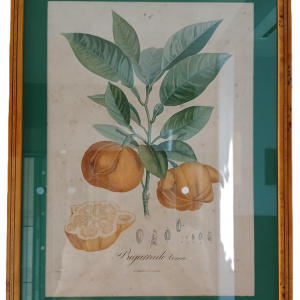 Cadre bigarrade cornue