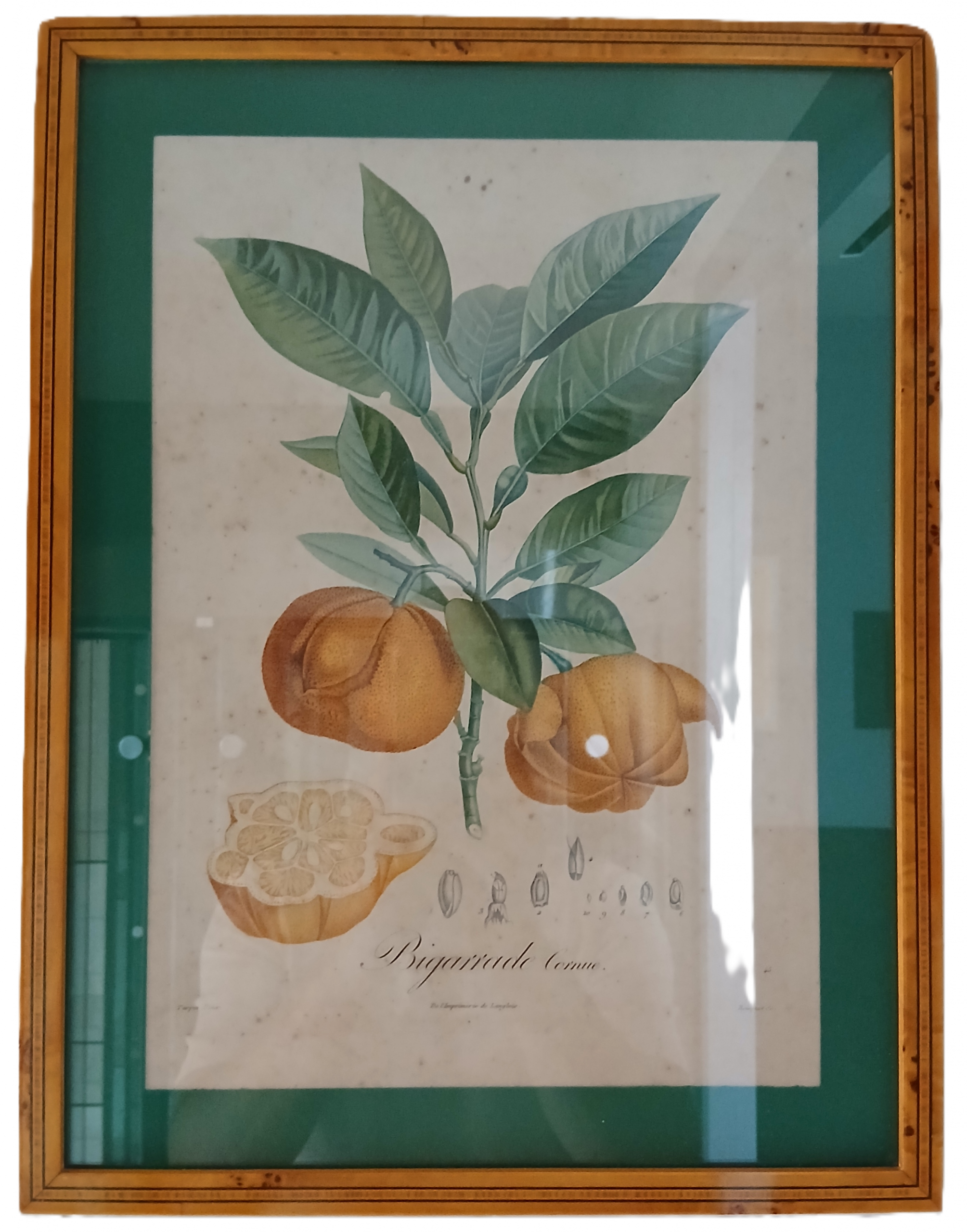 Cadre bigarrade cornue