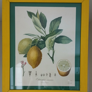 Cadre citronnier commun
