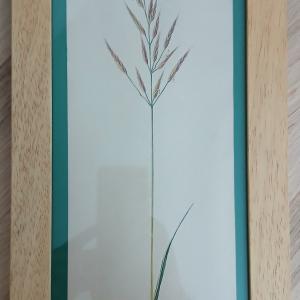 Cadre dessin botaniste 19ème graminée sauvage