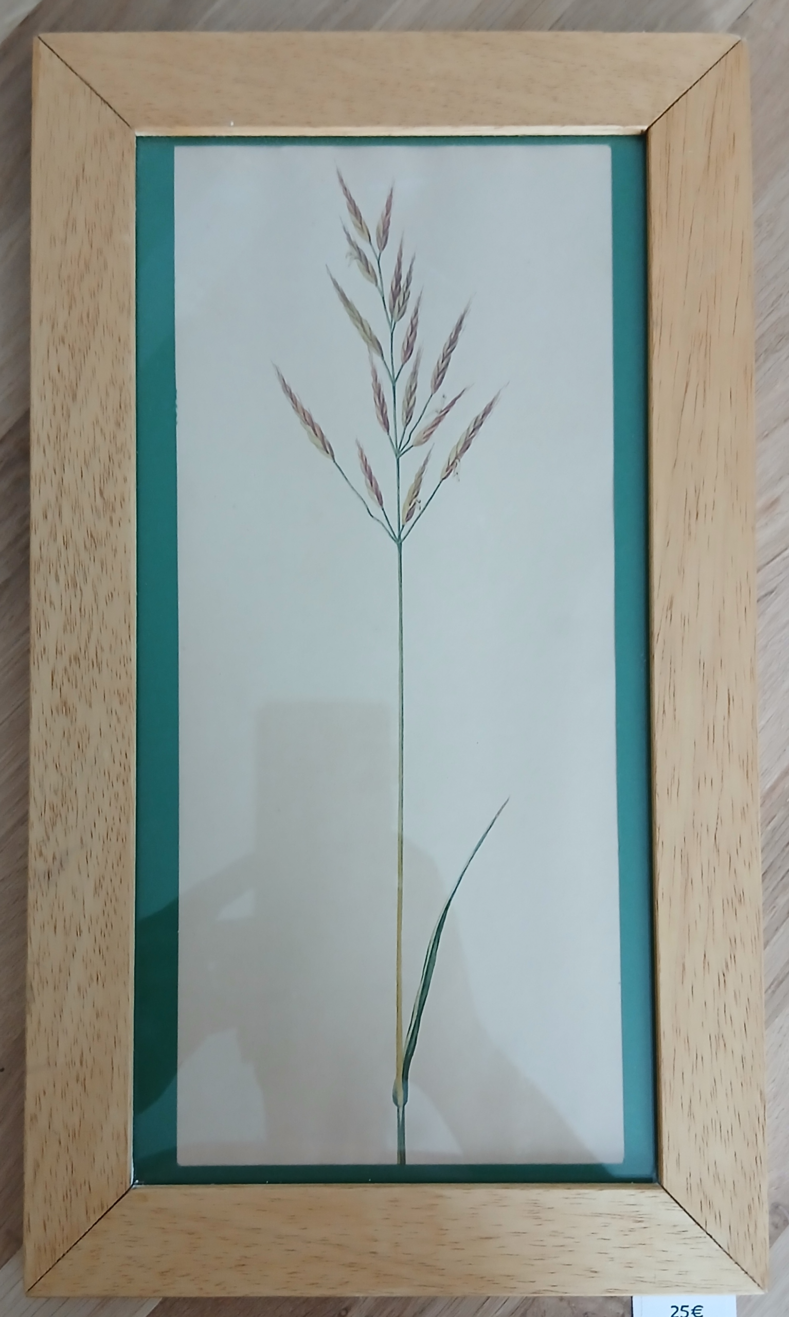 Cadre dessin botaniste 19ème graminée sauvage