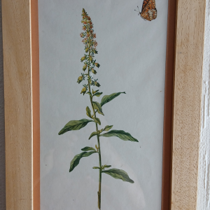 Cadre dessin botaniste 19ème mignonette et son papillon polinisateur