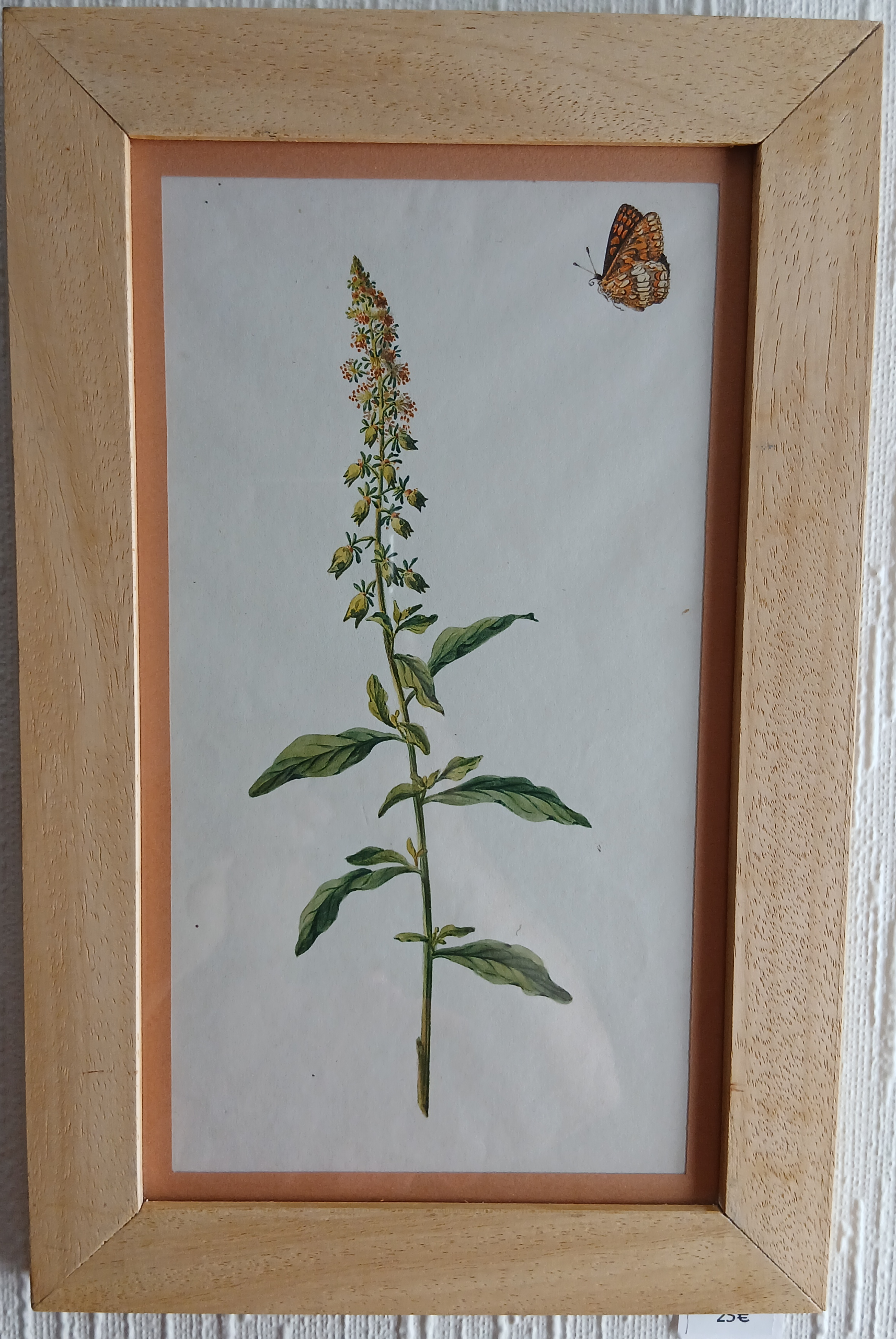 Cadre dessin botaniste 19ème mignonette et son papillon polinisateur