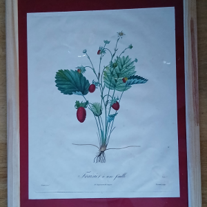 Cadre Fraisier à une feuille