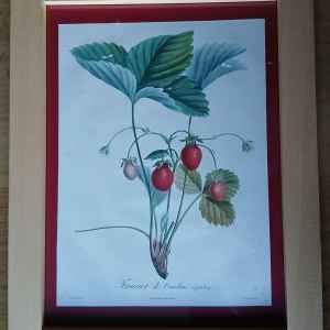 Cadre Fraisier de Caroline (à fruit long)