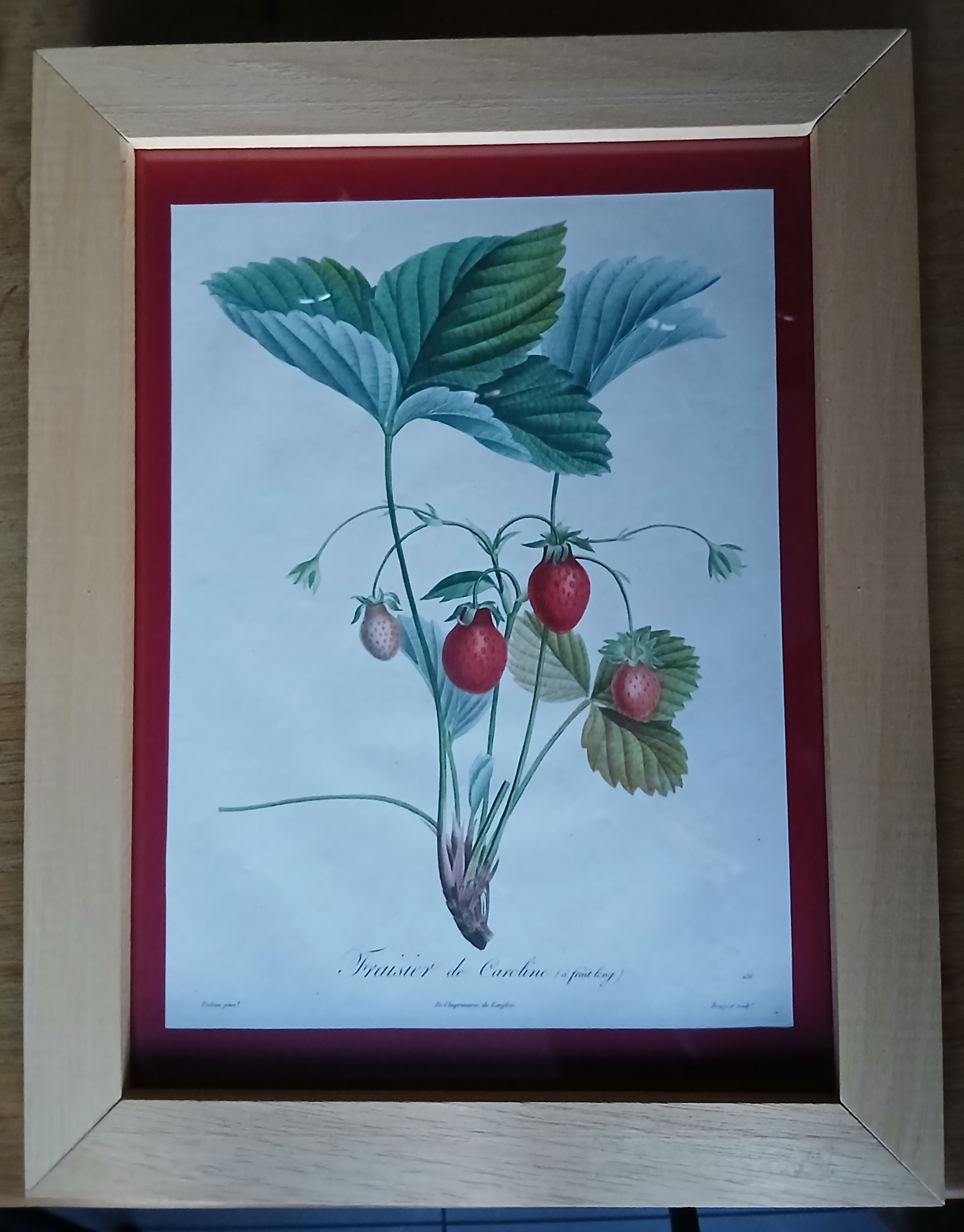 Cadre Fraisier de Caroline (à fruit long)